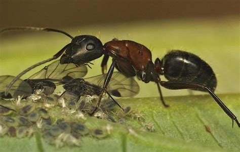 子丑營造 突然很多螞蟻